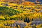 USA-Colorado. Light dappled Aspen forests-Kebler Pass-Gunnison National Forest Art Print